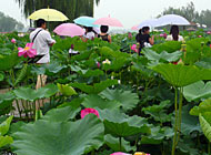 白洋淀