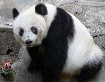 网友曝光大熊猫在深圳受虐待