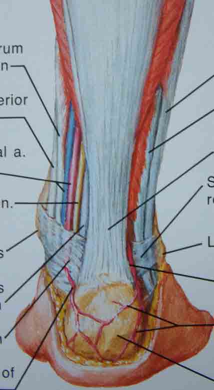 这幅图片是足跟的后面观,可以看到跟腱附着在跟骨,皮肤下面就是肌腱和